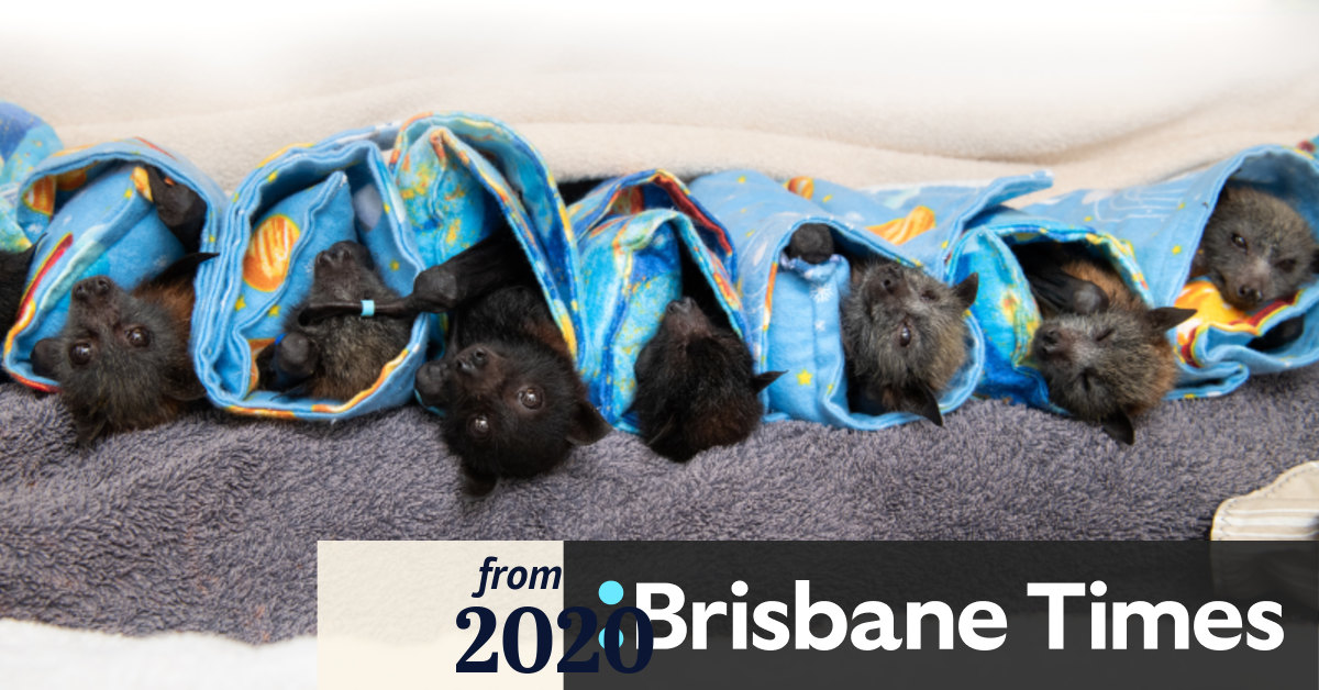 Flying foxes, koalas worstaffected by bushfires as Australia Zoo